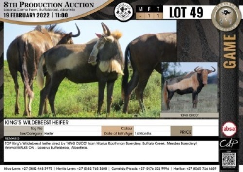 1 x KING&rsquo;S WILDEBEEST HEIFER