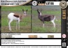 2 x MOTTLED SPRINGBUCK EWES (Per Piece to take the lot)