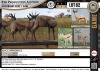 6 x BLACK SPRINGBUCK - FAMILY GROUP (Per Piece to take the lot)