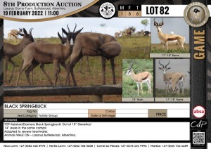 6 x BLACK SPRINGBUCK - FAMILY GROUP (Per Piece to take the lot)