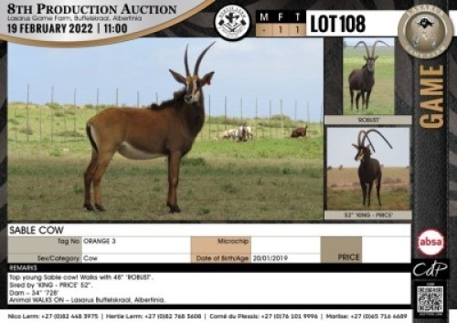 1 x SABLE COW
