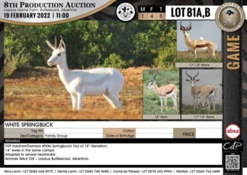 5 x WHITE SPRINGBUCK - FAMILY GROUP (Per Piece to take the lot)