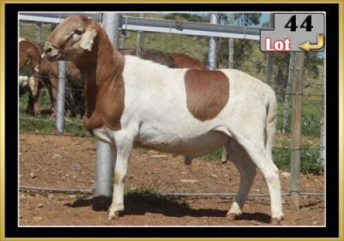 LOT 44 1X MEATMASTER RAM