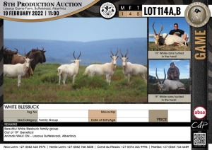 5 x WHITE BLESBUCK - FAMILY GROUP (Per Piece to take the lot)