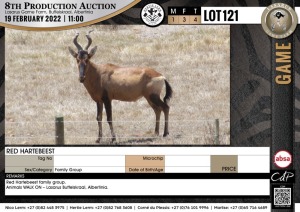 4 x RED HARTEBEEST - FAMILY GROUP (Per Piece to take the lot)