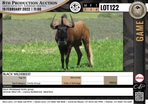 4 x BLACK WILDEBEEST (Per Piece to take the lot)