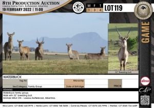 4 x WATERBUCK - FAMILY GROUP (Per Piece to take the lot)