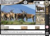 4 x ELAND - FAMILY GROUP (Per Piece to take the lot)