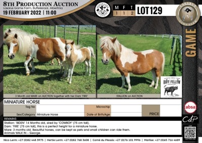 2 x MINIATURE HORSE (Per Piece to take the lot)