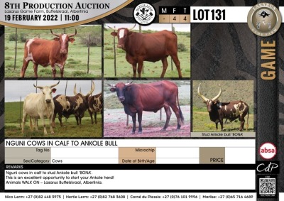 4 x NGUNI COWS IN CALF TO ANKOLE BULL (Per Piece to take the lot)