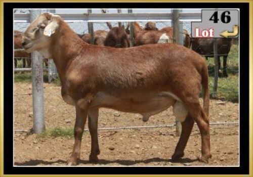 LOT 46 1X MEATMASTER RAM