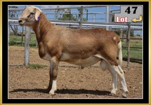 LOT 47 1X MEATMASTER RAM