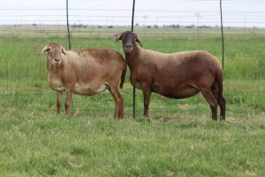 3X EWE DIDYMUS MEATMASTERS (PER PIECE TO TAKE THE LOT)