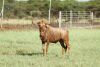 LOT 23 1x GOUE WILDEBEES BUL/GOLDEN WILDEBEEST BULL