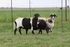 3X EWE DIDYMUS MEATMASTERS (PER PIECE TO TAKE THE LOT) - 3