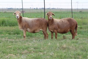 3X EWE DIDYMUS MEATMASTERS (PER PIECE TO TAKE THE LOT)