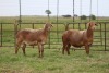 3X EWE DIDYMUS MEATMASTERS (PER PIECE TO TAKE THE LOT) - 2