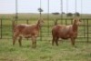 3X EWE DIDYMUS MEATMASTERS (PER PIECE TO TAKE THE LOT) - 2