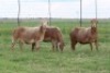 3X EWE DIDYMUS MEATMASTERS (PER PIECE TO TAKE THE LOT) - 3