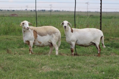 3X EWE DIDYMUS MEATMASTERS (PER PIECE TO TAKE THE LOT)