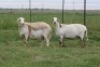 3X EWE DIDYMUS MEATMASTERS (PER PIECE TO TAKE THE LOT)