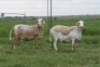 3X EWE DIDYMUS MEATMASTERS (PER PIECE TO TAKE THE LOT) - 2