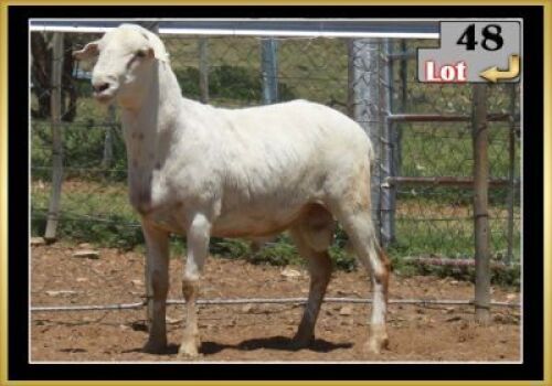 LOT 48 1X MEATMASTER RAM