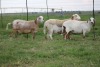 3X EWE DIDYMUS MEATMASTERS (PER PIECE TO TAKE THE LOT) - 3