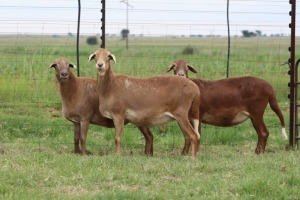 2+2X EWE DIDYMUS MEATMASTERS (PER PIECE TO TAKE THE LOT)