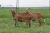 2+2X EWE DIDYMUS MEATMASTERS (PER PIECE TO TAKE THE LOT) - 2