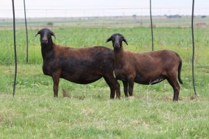 3X EWE DIDYMUS MEATMASTERS (PER PIECE TO TAKE THE LOT)