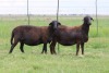 3X EWE DIDYMUS MEATMASTERS (PER PIECE TO TAKE THE LOT) - 2