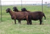 3X EWE DIDYMUS MEATMASTERS (PER PIECE TO TAKE THE LOT) - 3