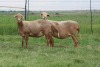 3X EWE DIDYMUS MEATMASTERS (PER PIECE TO TAKE THE LOT)