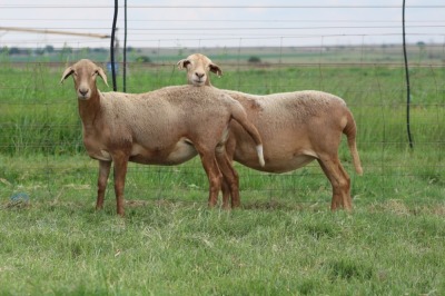 3X EWE DIDYMUS MEATMASTERS (PER PIECE TO TAKE THE LOT)