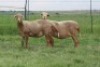 3X EWE DIDYMUS MEATMASTERS (PER PIECE TO TAKE THE LOT)
