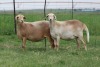 3X EWE DIDYMUS MEATMASTERS (PER PIECE TO TAKE THE LOT) - 2