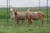 3X EWE DIDYMUS MEATMASTERS (PER PIECE TO TAKE THE LOT) - 3