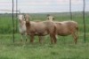 3X EWE DIDYMUS MEATMASTERS (PER PIECE TO TAKE THE LOT) - 3