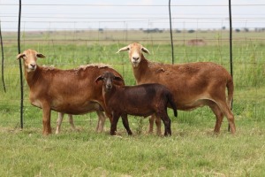 2+2X EWE DIDYMUS MEATMASTERS (PER PIECE TO TAKE THE LOT)