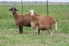 3X EWE DIDYMUS MEATMASTERS (PER PIECE TO TAKE THE LOT)