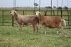 3X EWE DIDYMUS MEATMASTERS (PER PIECE TO TAKE THE LOT) - 2