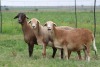 3X EWE DIDYMUS MEATMASTERS (PER PIECE TO TAKE THE LOT) - 3