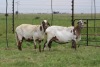 3X EWE DIDYMUS MEATMASTERS (PER PIECE TO TAKE THE LOT) - 2