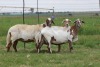 3X EWE DIDYMUS MEATMASTERS (PER PIECE TO TAKE THE LOT) - 3