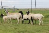 2+2X EWE DIDYMUS MEATMASTERS (PER PIECE TO TAKE THE LOT)