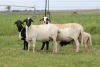 2+2X EWE DIDYMUS MEATMASTERS (PER PIECE TO TAKE THE LOT) - 2