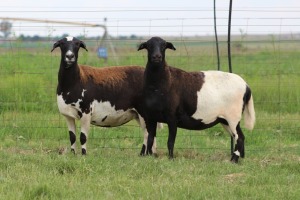 3X EWE DIDYMUS MEATMASTERS (PER PIECE TO TAKE THE LOT)