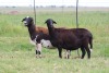 3X EWE DIDYMUS MEATMASTERS (PER PIECE TO TAKE THE LOT) - 2