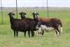 3X EWE DIDYMUS MEATMASTERS (PER PIECE TO TAKE THE LOT) - 3